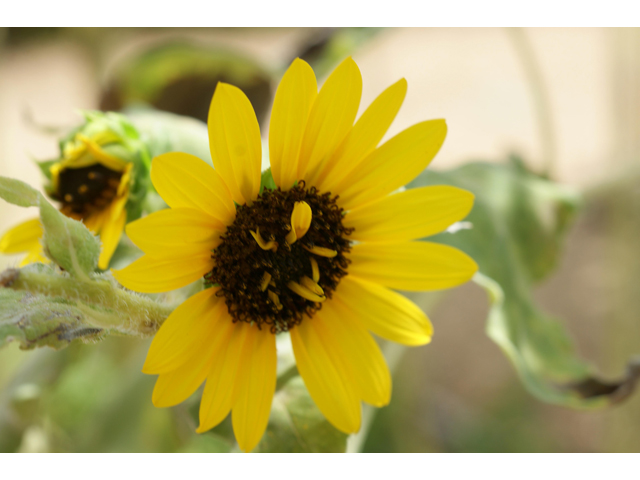Helianthus annuus (Common sunflower) #37493