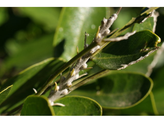 Sophora secundiflora (Texas mountain laurel) #55274