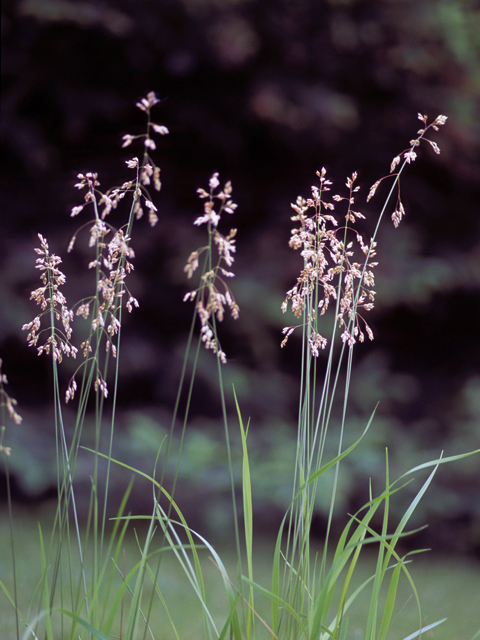 Hierochloe odorata (Sweetgrass)