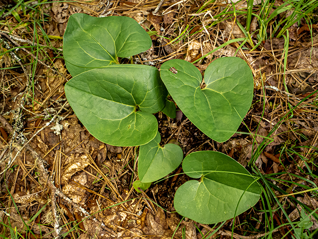 Hexastylis arifolia var. ruthii (Ruth's little brown jug) #83572