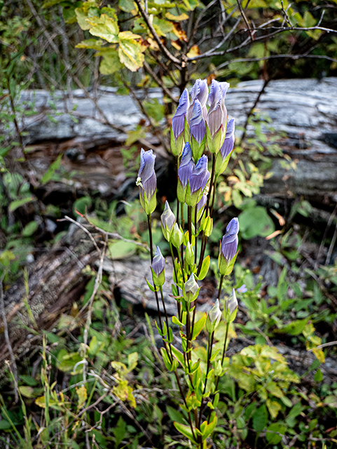 Gentianopsis crinita (Greater fringed gentian) #84507