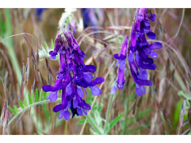 Vicia americana (American vetch) #34436