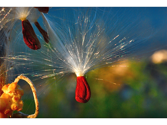 Asclepias speciosa (Showy milkweed) #34932