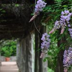 American wisteria on pergola