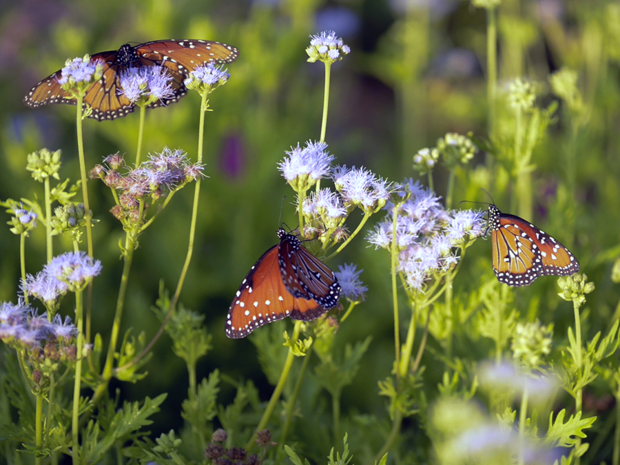 Make A Butterfly Garden Lady Bird Johnson Wildflower Center