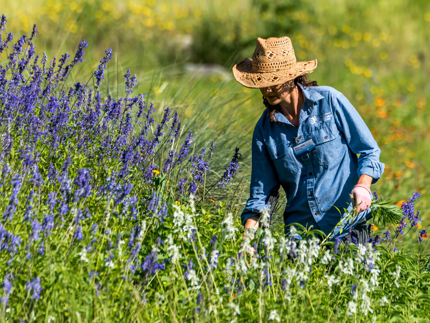 A gardener in a straw hat tends to a field of tall violet and white flowers