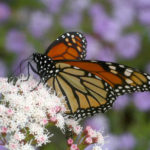 Monarch butterfly on shrubby boneset, , Nymphalidae danaus plexippus, by Val Bugh