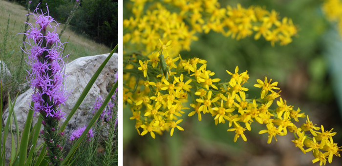 Texas liatris (Liatris punctata) and prairie goldenrod (Solidago nemoralis) offer beauty and nutrients to garden wildlife. Photos by: Joe Marcus and Ray Matthews, respectively.