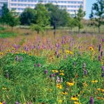 Center ecologists restored beauty to an area that is now Bluestem park at alliance town Center in Fort Worth. Black-eyed Susans (Rudbeckia hirta), purple horsemint (Monarda citriodora), Maximilian sunflower (Helianthus maximiliani) and standing cypress (Ipomopsis rubra) put on a show there this spring. Photo: John Hart Asher