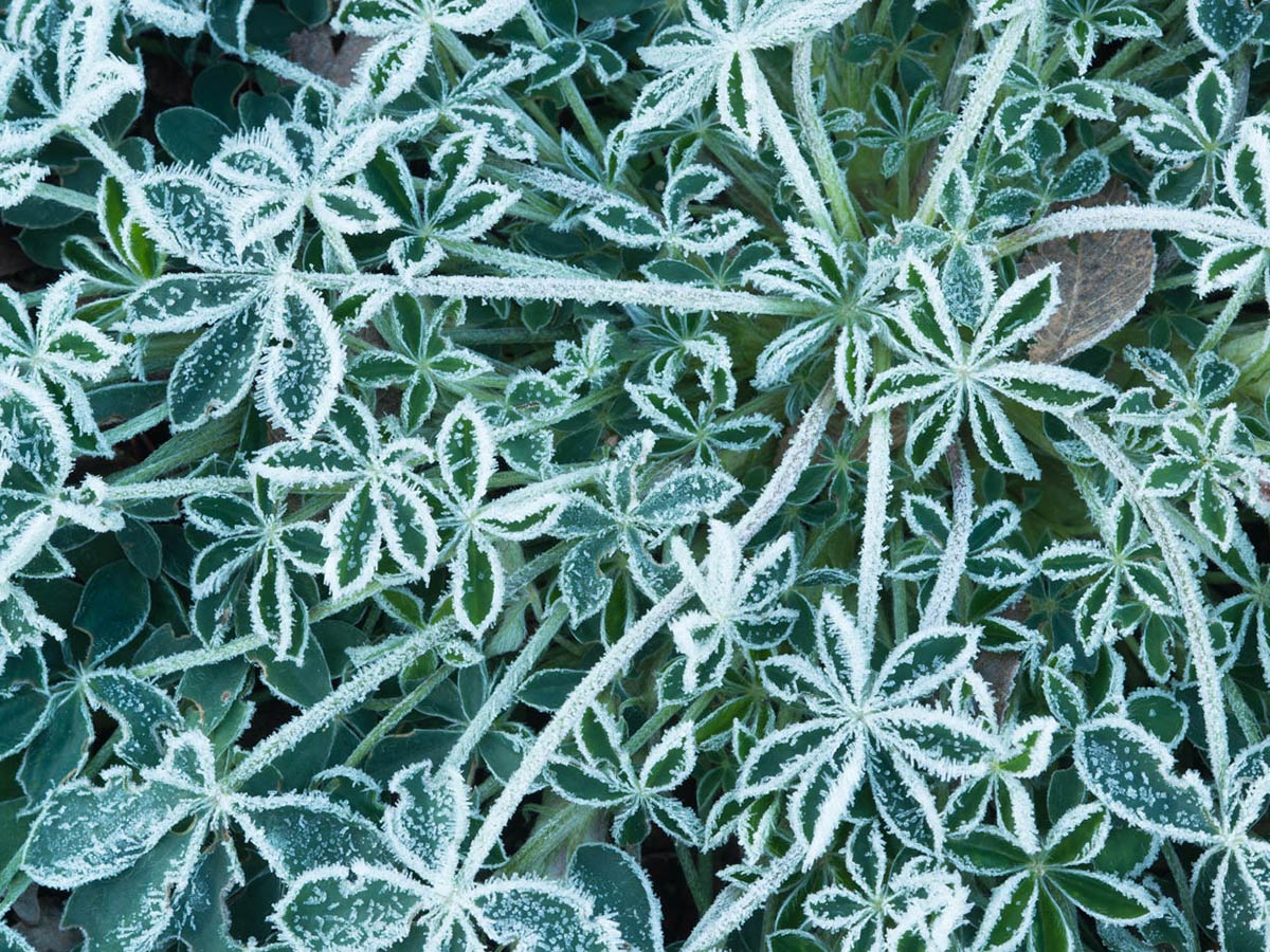 Bluebonnet leaves coated with frost PHOTO Bruce Leander
