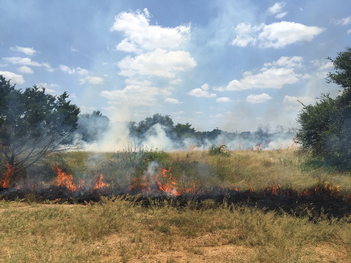 Prescribed fire is one way to recreate the patchy, diverse environment that existed before human interference. PHOTO Lee Clippard