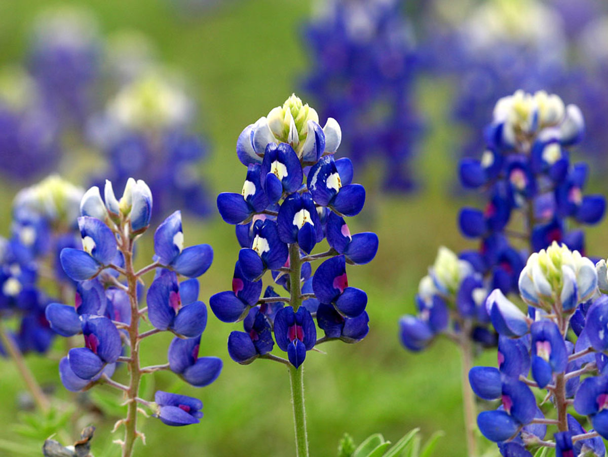 texas bluebells plant close up
