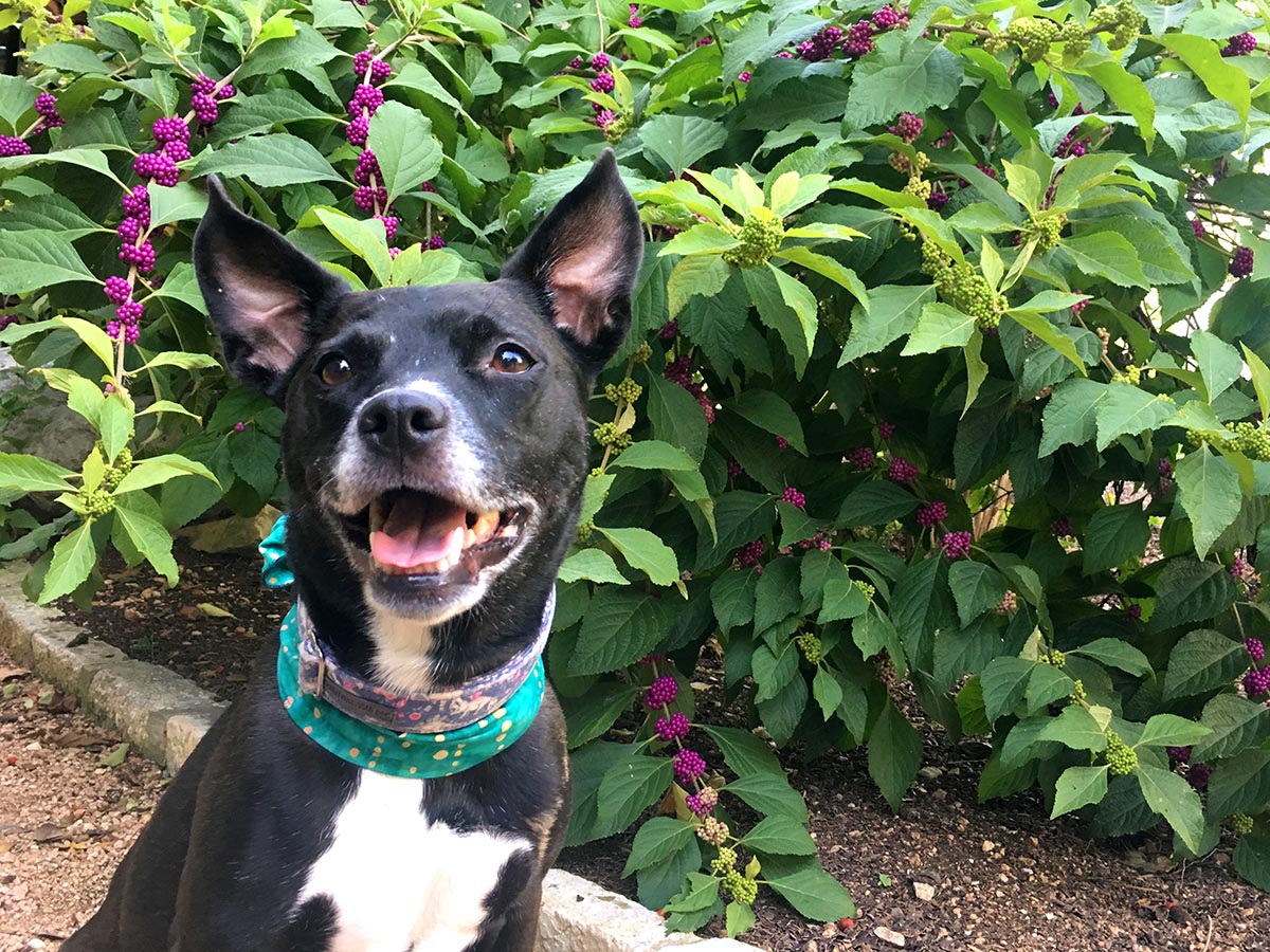 Dog Days 2018, Dog in front of American beautyberry
