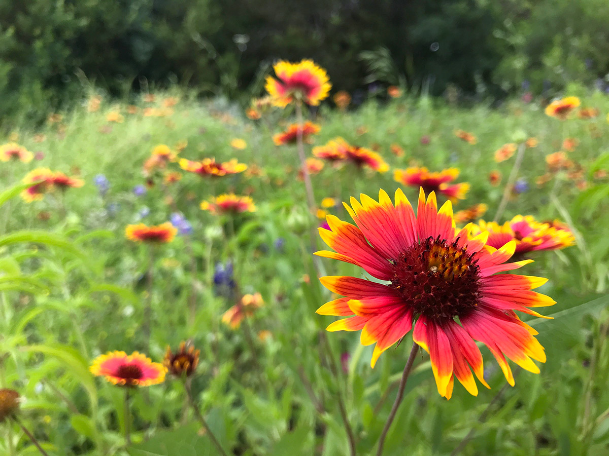 A red and yellow firewheel flower is in focus in the foreground, while more flowers stretch out in the background behind it.