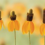 A close-up of four Mexican hat wildflowers, with varying amounts of the seedhead intact. The background is extremely blurred behind them.
