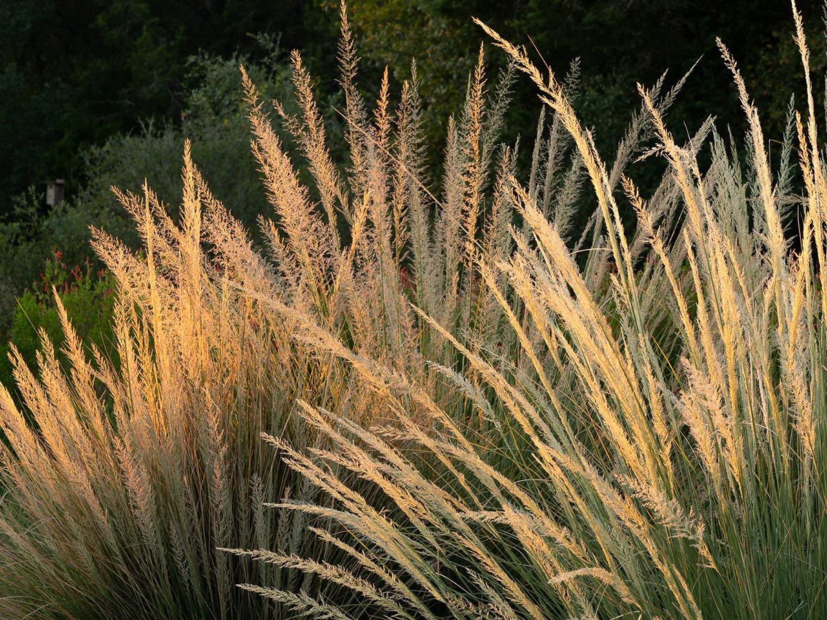 A big muhly native grass plant is lit by the sun in a prairie field.