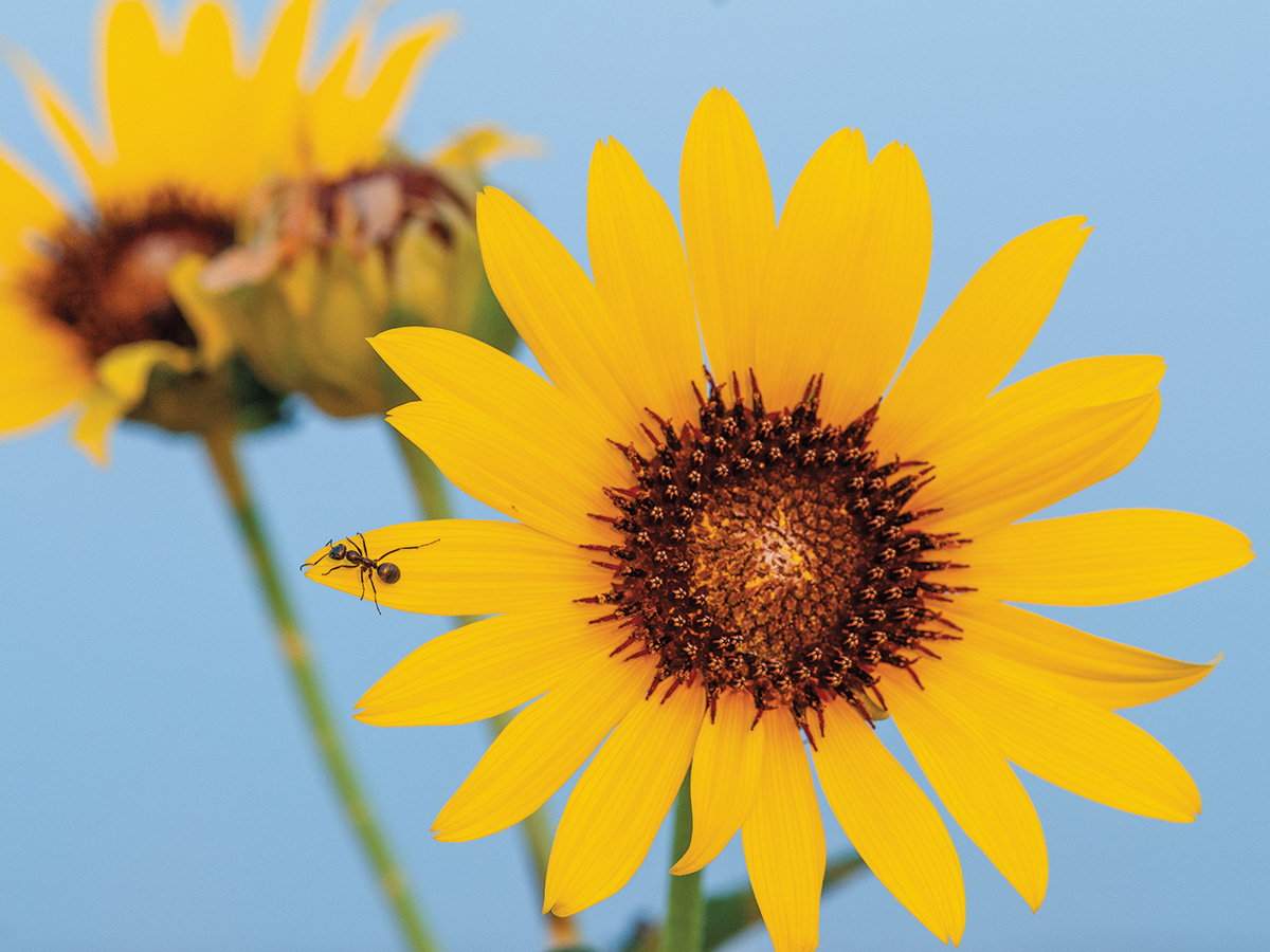 Three prairie sunflowers (Helianthus petiolaris), on prominent with an ant on a petal and two out-of-focus in the background, are bright yellow over a clear blue background.