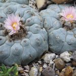 The peyote plant in bloom in a conservation study site.