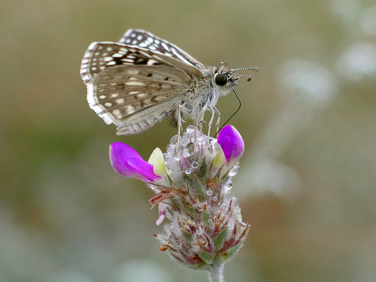 A desert checkered skipper butterfly lands on a flower about to bloom, using its proboscis to pollinate the plant.