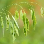 Green seed heads of inland sea oats, against a blurred green background.