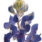 A close-up of a single bluebonnet on a white background.