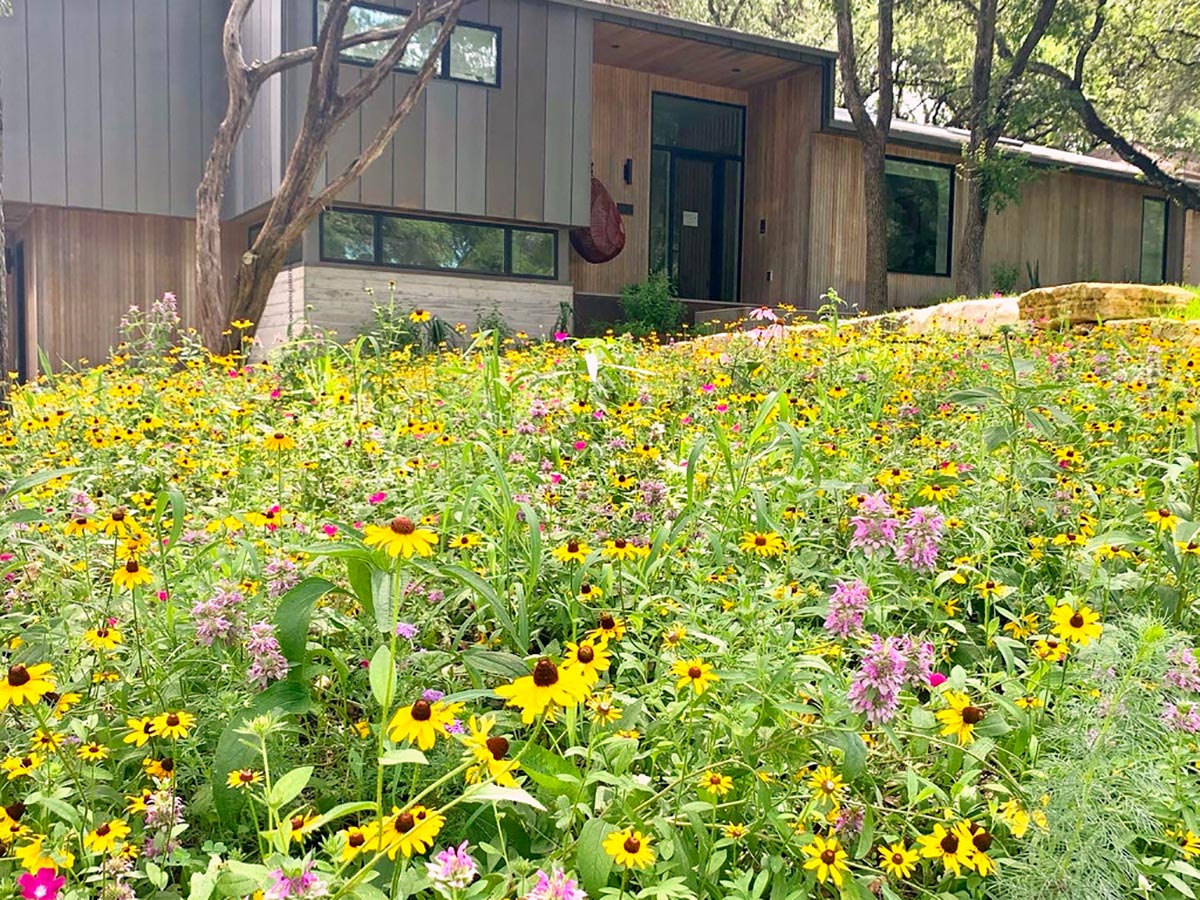 A yard covered in wildflowers and other native plants, which is a more sustainable and more beautiful alternative to grass lawns.
