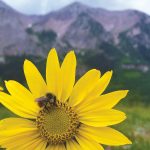 A small bee pollinates the center of a sunflower, a large mountain looming in the distance.